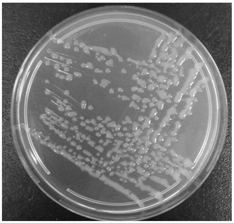 Bacillus DY26-004 and application thereof to prevention and control of plant pathogenic fungi