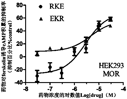 Bifurcated hybrid peptide based on endomorphin 2 and npff receptor antagonist rf9 and its synthesis method and application