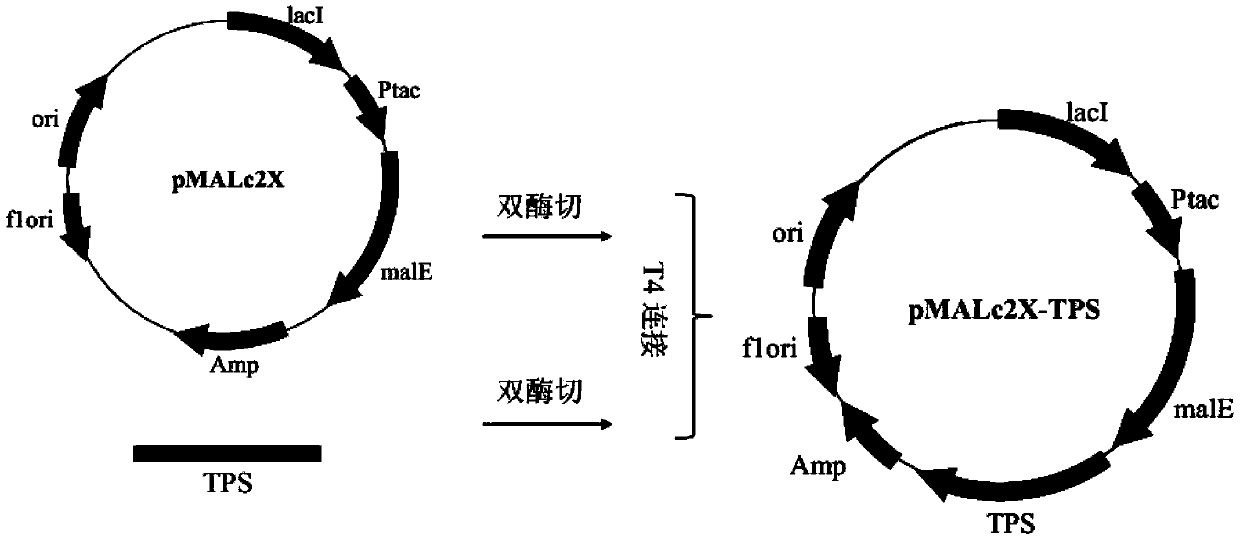 Application of Tripterygium wilfordii twks and twcps3 in the preparation of kaurane-type diterpenoids