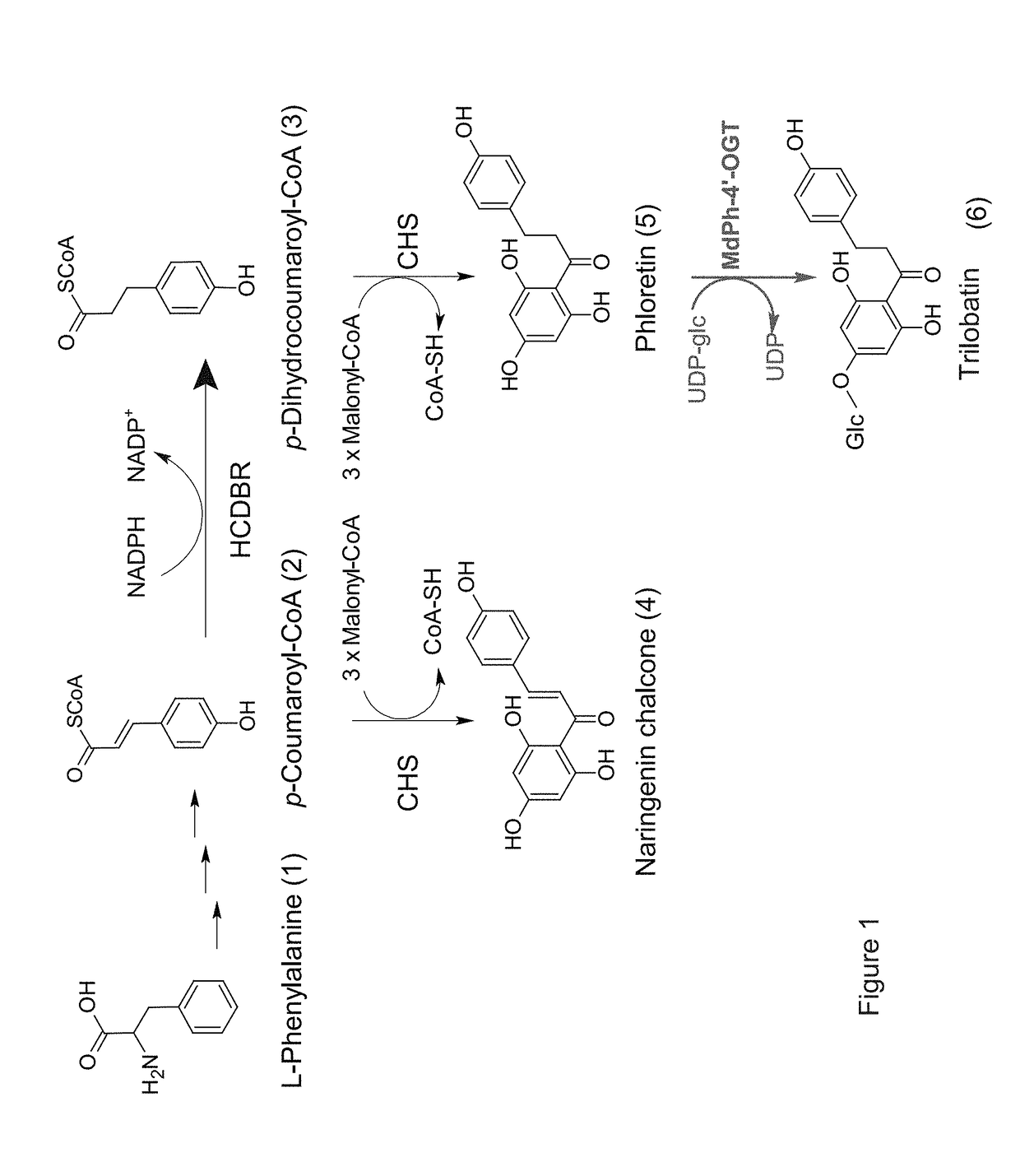 Identification and characterization of udp-glucose:phloretin 4'-o-glucosyltransferase from malus x domestica borkh