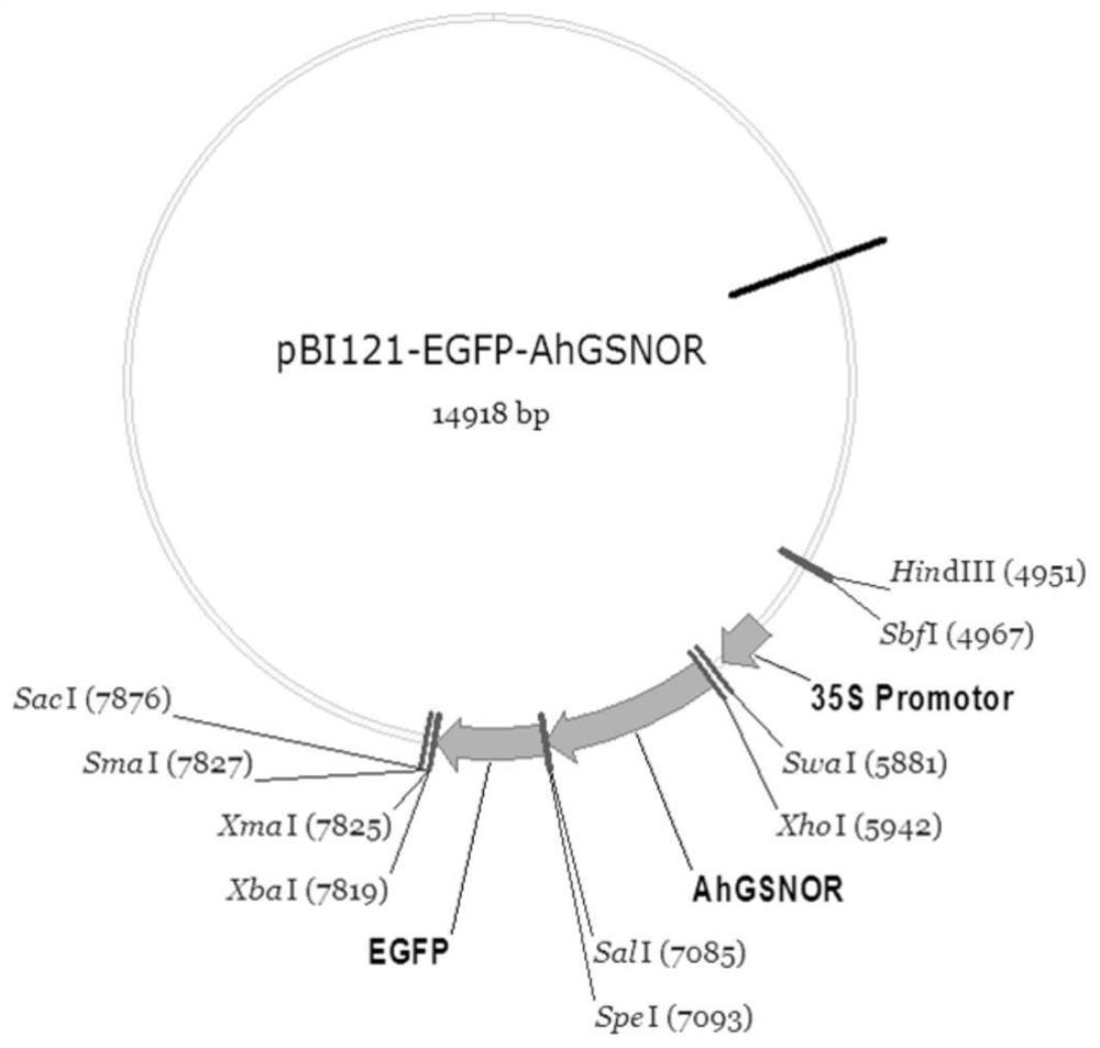 Method for Improving Aluminum Tolerance of Plants Using Peanut ahgsnor Gene