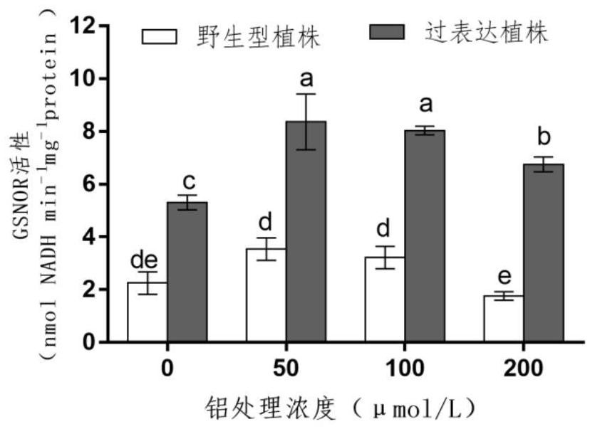 Method for Improving Aluminum Tolerance of Plants Using Peanut ahgsnor Gene