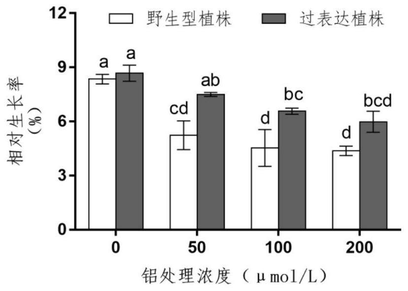 Method for Improving Aluminum Tolerance of Plants Using Peanut ahgsnor Gene