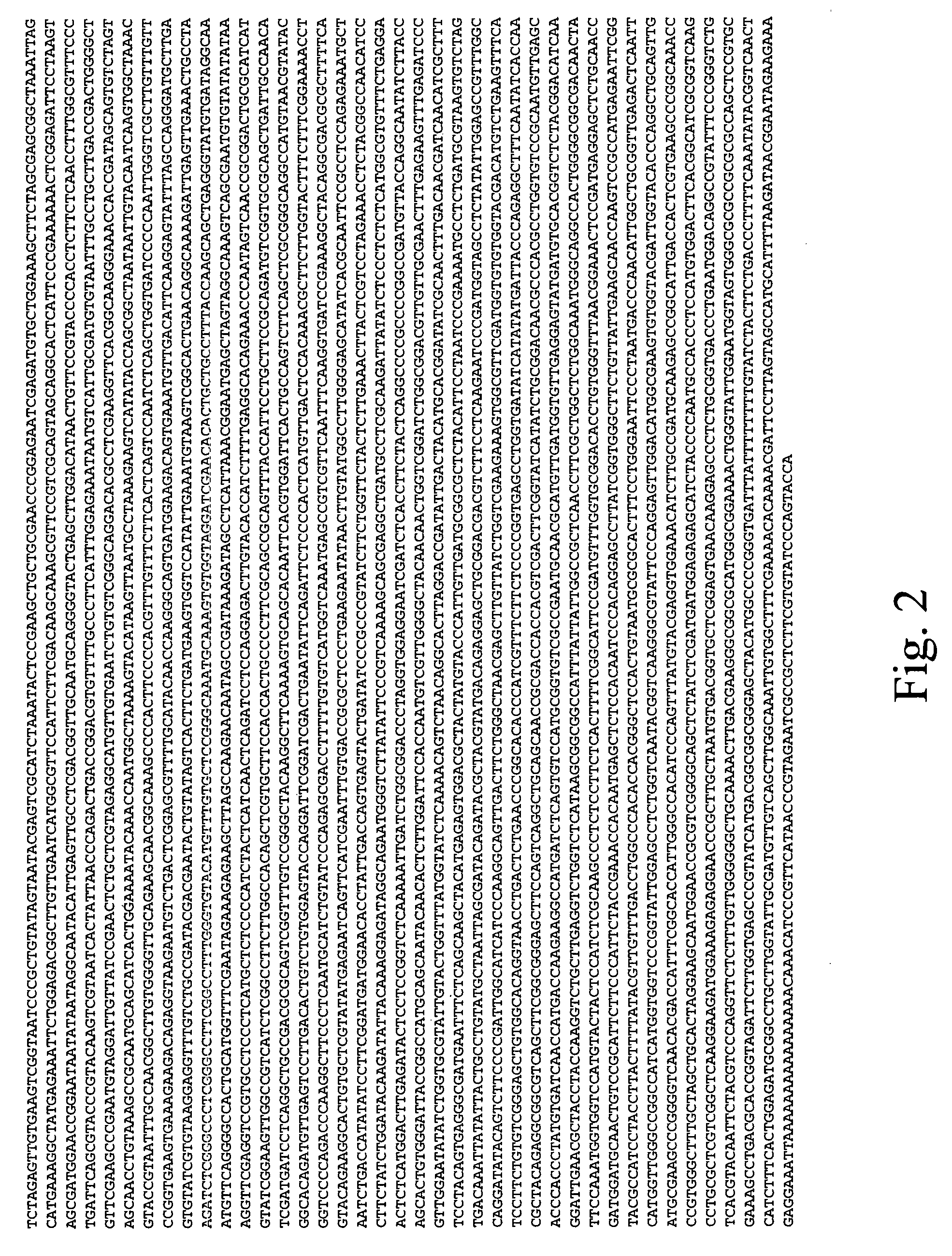 Cleaning compositions comprising transglucosidase
