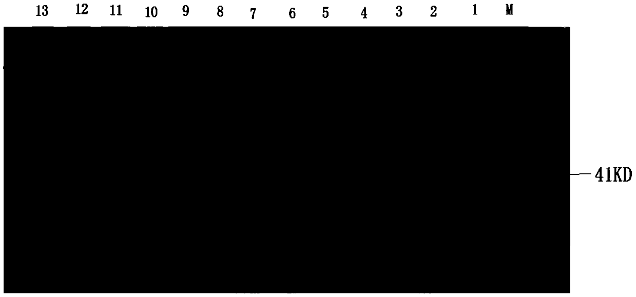 Recombinant ε protein for inhibiting Clostridium perfringens infection and its preparation method and application