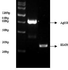 Unlabeled tuberculosis fusion protein ESAT6-Ag85B