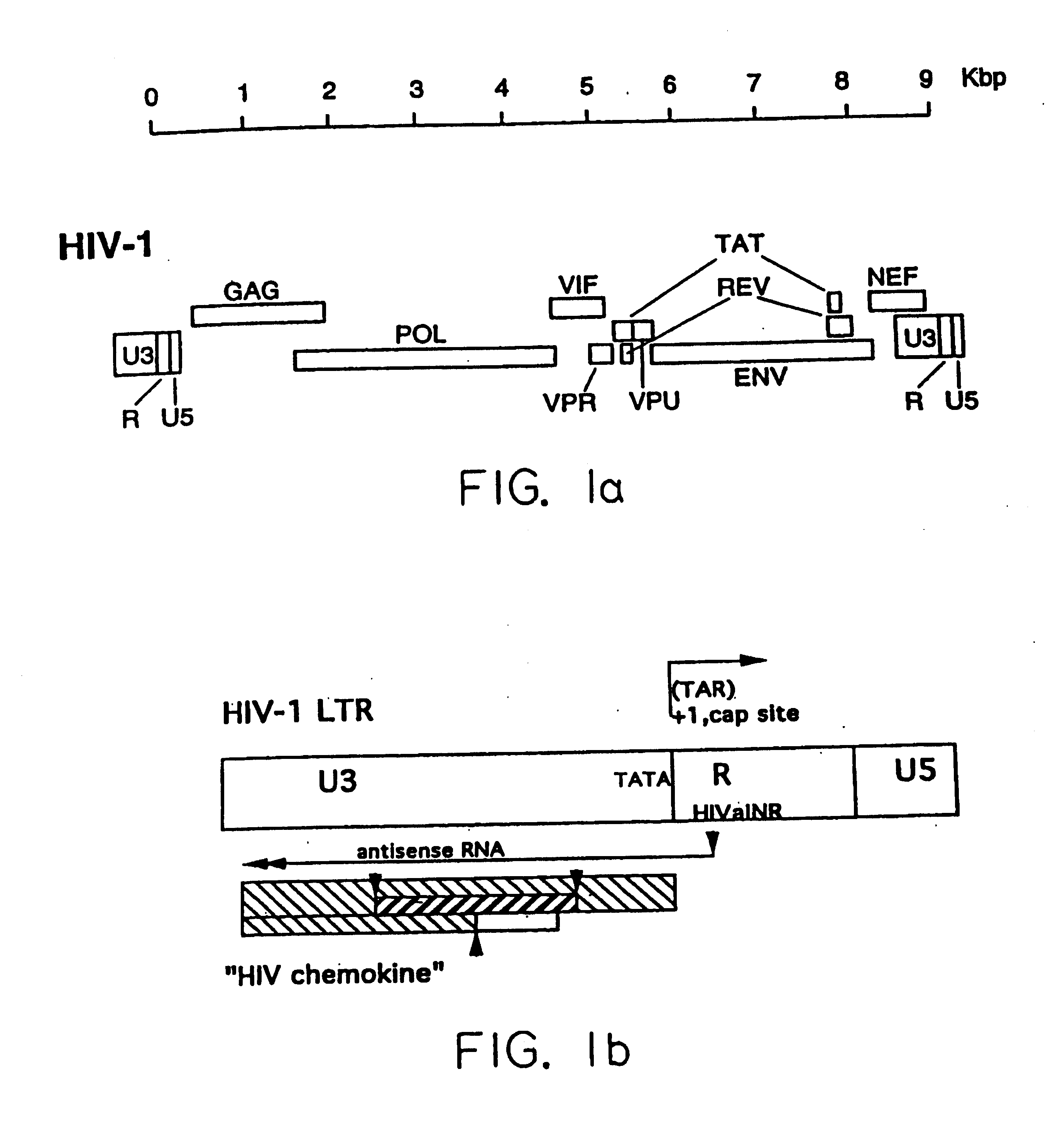 HIV antisense proteins