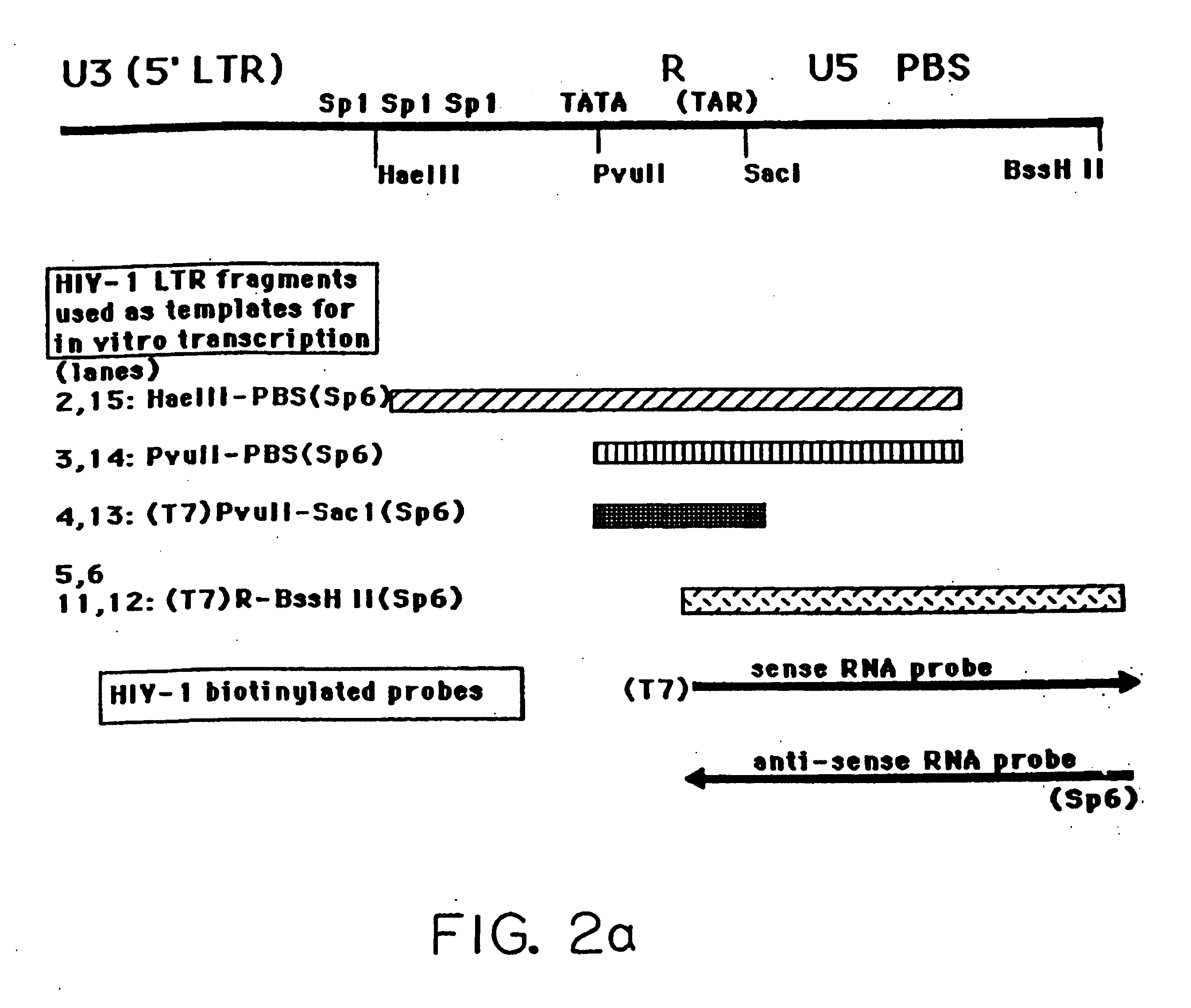 HIV antisense proteins