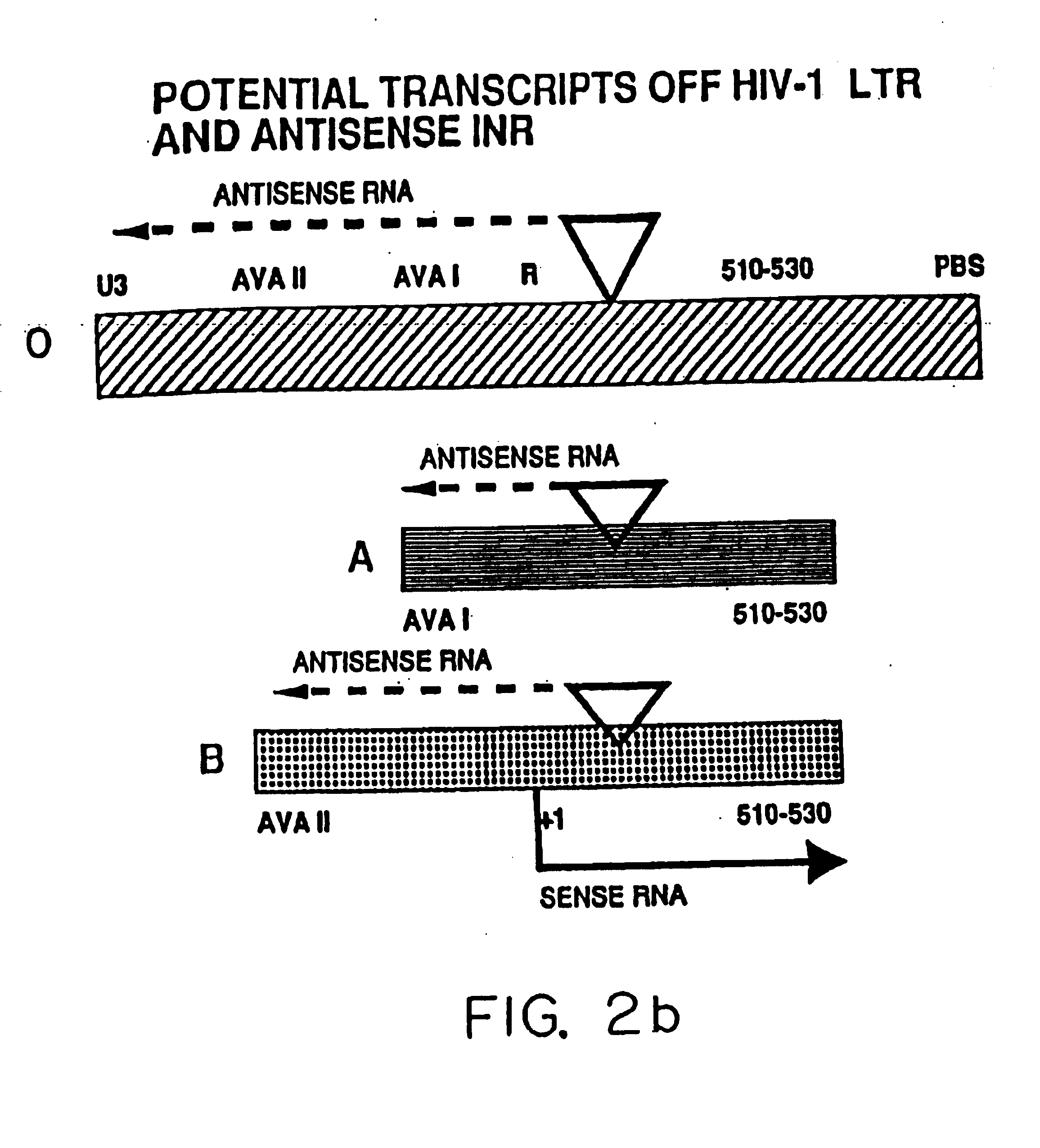 HIV antisense proteins