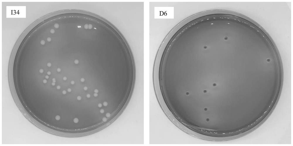 Two wild yeasts and application thereof in improving color stability of fruit wine