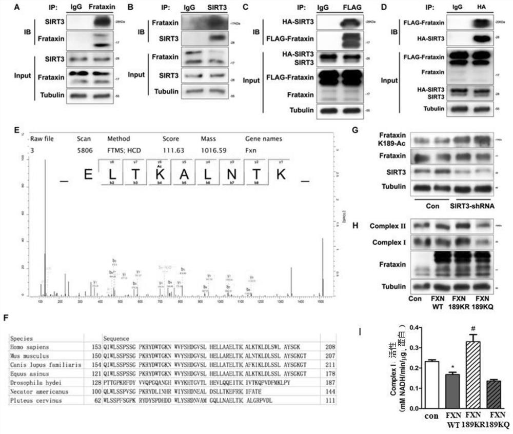 Application of SIRT3 mediated macrophage Fraxin deacetylation modification in improvement of inflammatory diseases