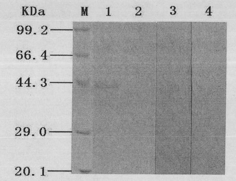 Indirect ELISA method for detecting duck circovirus antibody