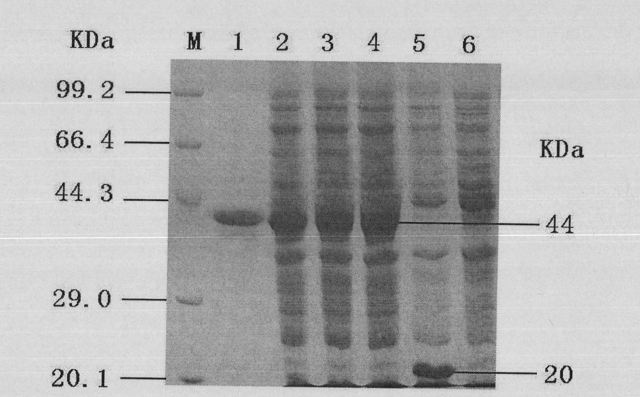 Indirect ELISA method for detecting duck circovirus antibody