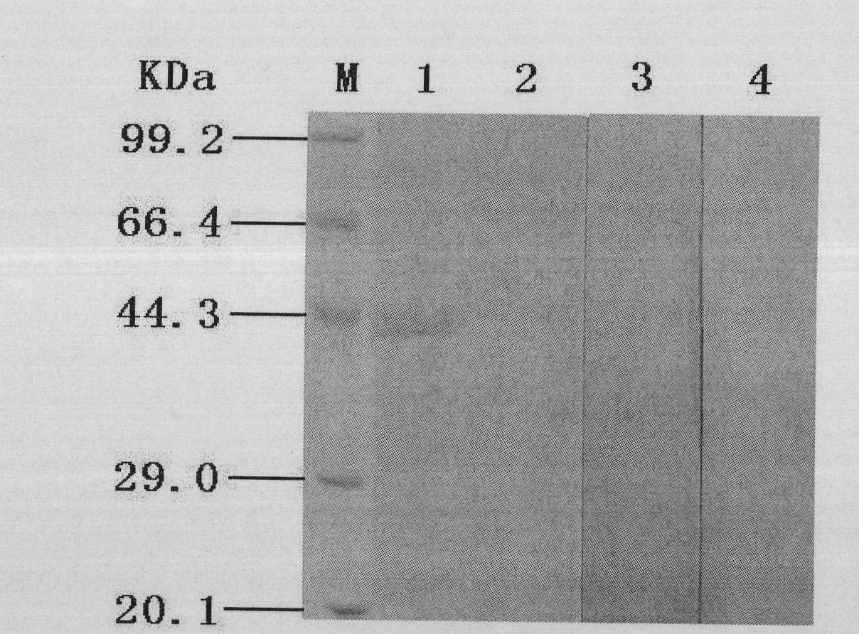 Indirect ELISA method for detecting duck circovirus antibody