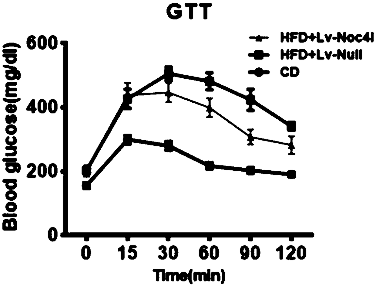 Application of NOC4L protein as nonalcoholic fatty liver biomarker and therapeutic target