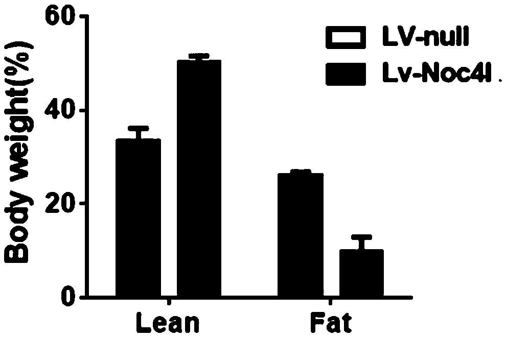 Application of NOC4L protein as nonalcoholic fatty liver biomarker and therapeutic target