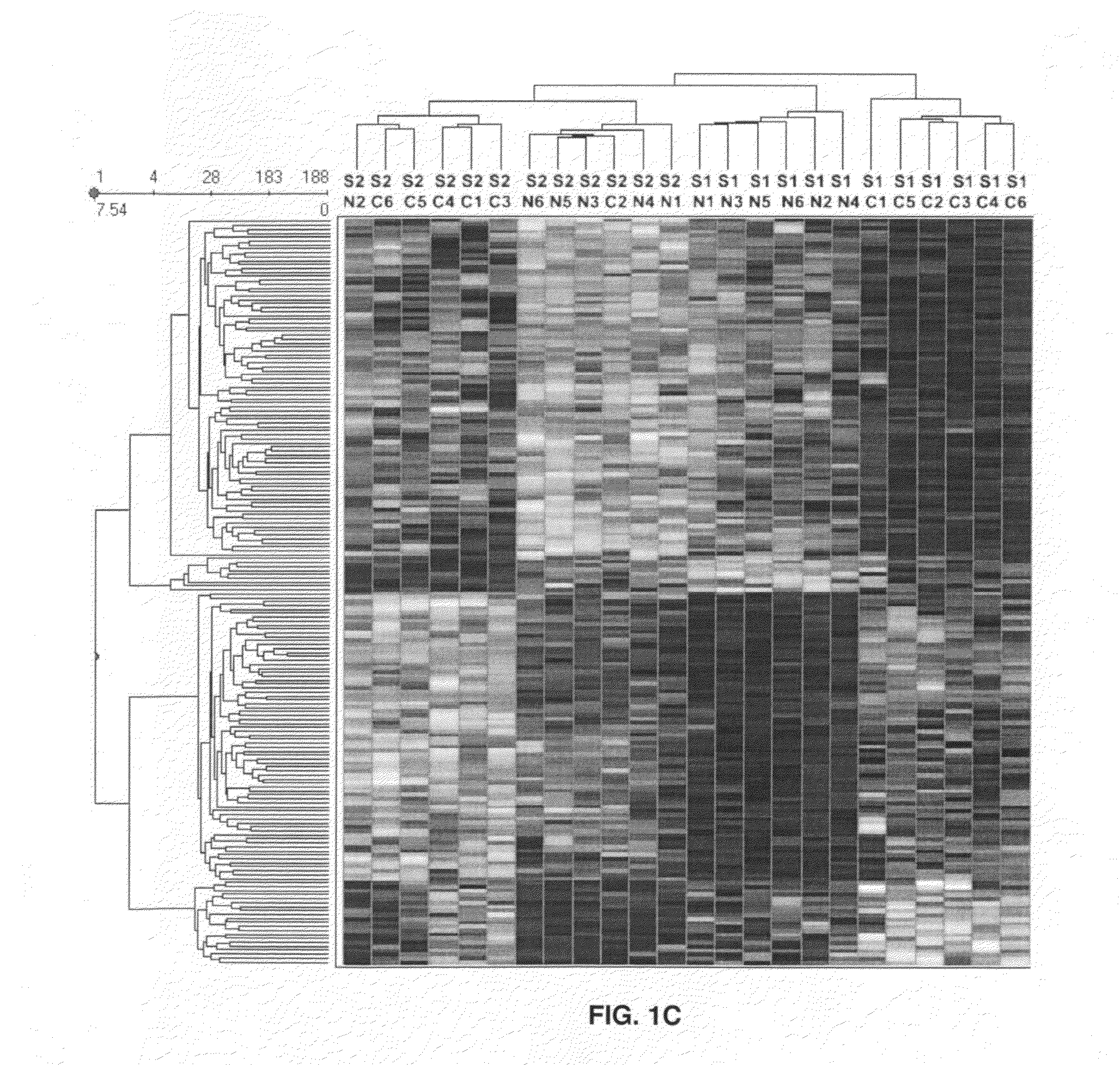 Methods for detecting, diagnosing and treating human renal cell carcinoma