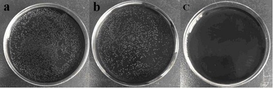 A kind of cerium and gelatin modified antibacterial ink and preparation method thereof