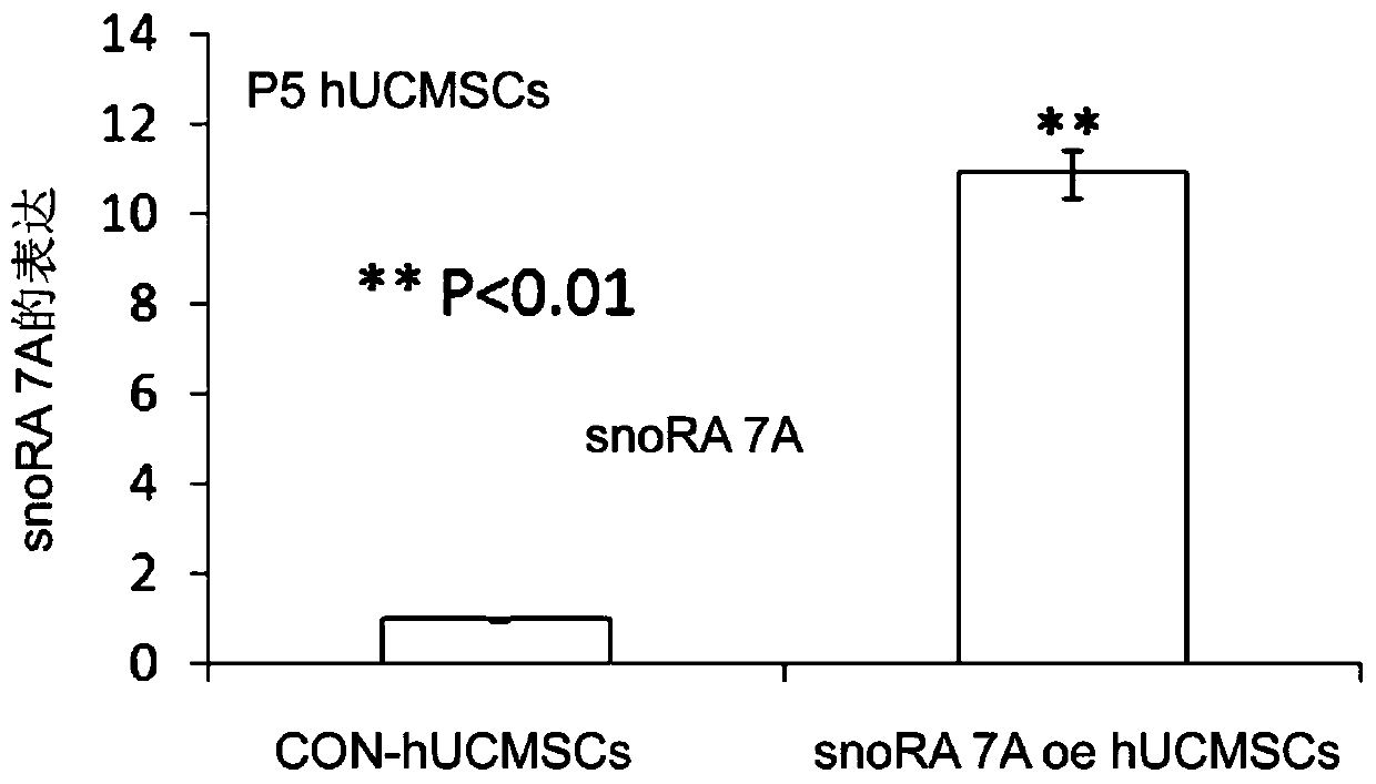 A kind of method and its application of enhancing hucmscs proliferative ability