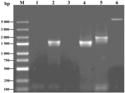 Application of gene spkD for regulating growth rate of Synechocystis