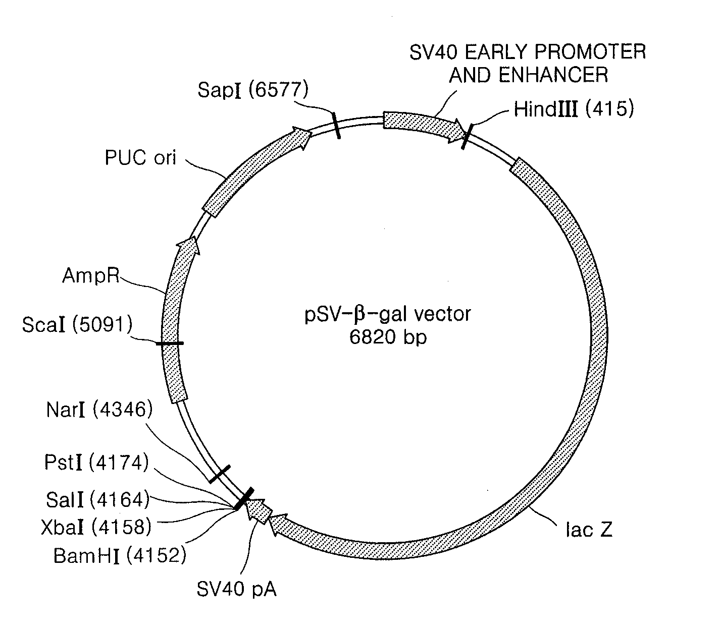 Expression Vector for Animal Cell Comprising at Least One Copy of Mar Dna Sequences at the 3'Terminal of Transcription Termination Region of a Gene and Method for the Expression of Foreign Gene Using the Vector