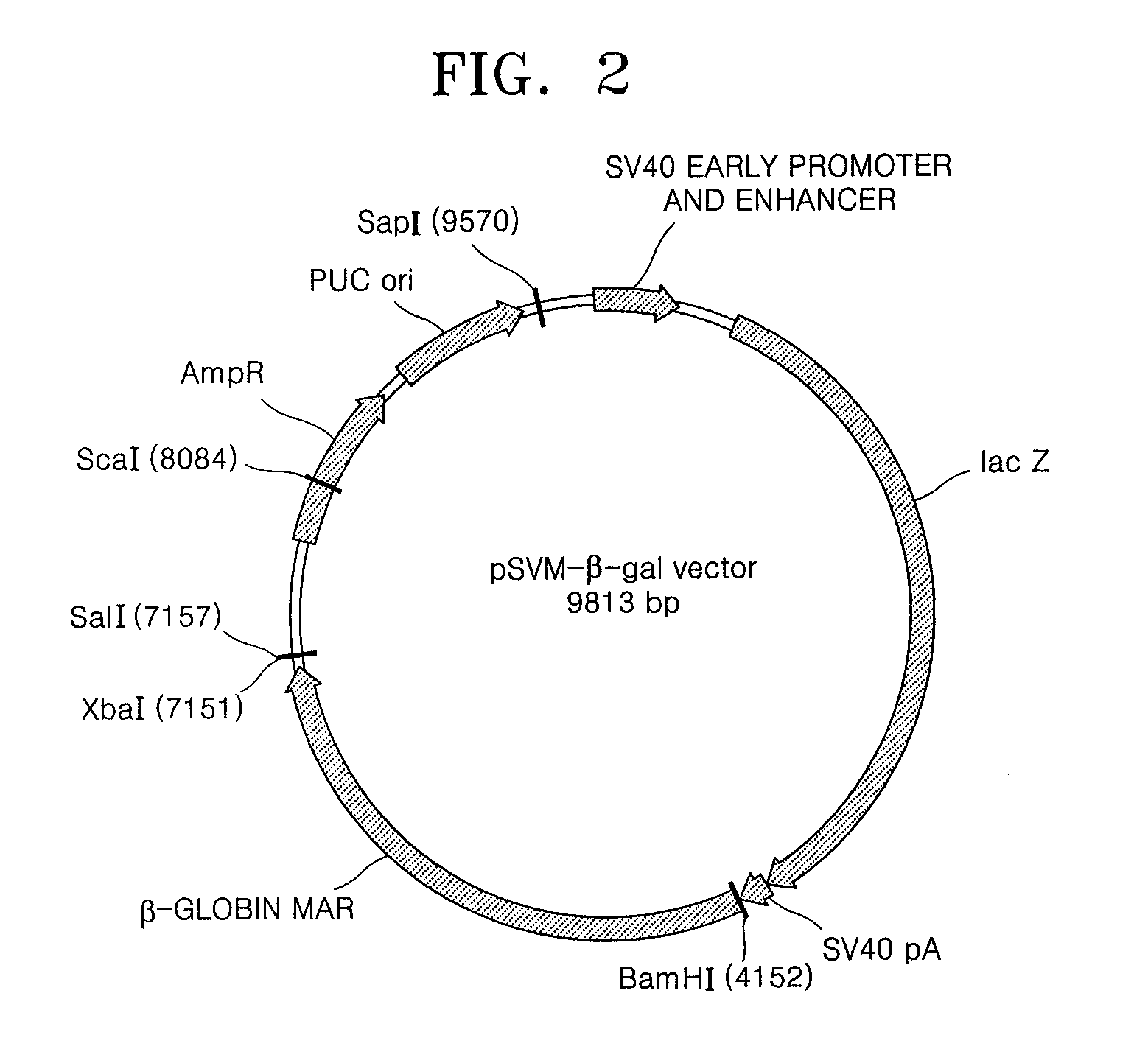 Expression Vector for Animal Cell Comprising at Least One Copy of Mar Dna Sequences at the 3'Terminal of Transcription Termination Region of a Gene and Method for the Expression of Foreign Gene Using the Vector