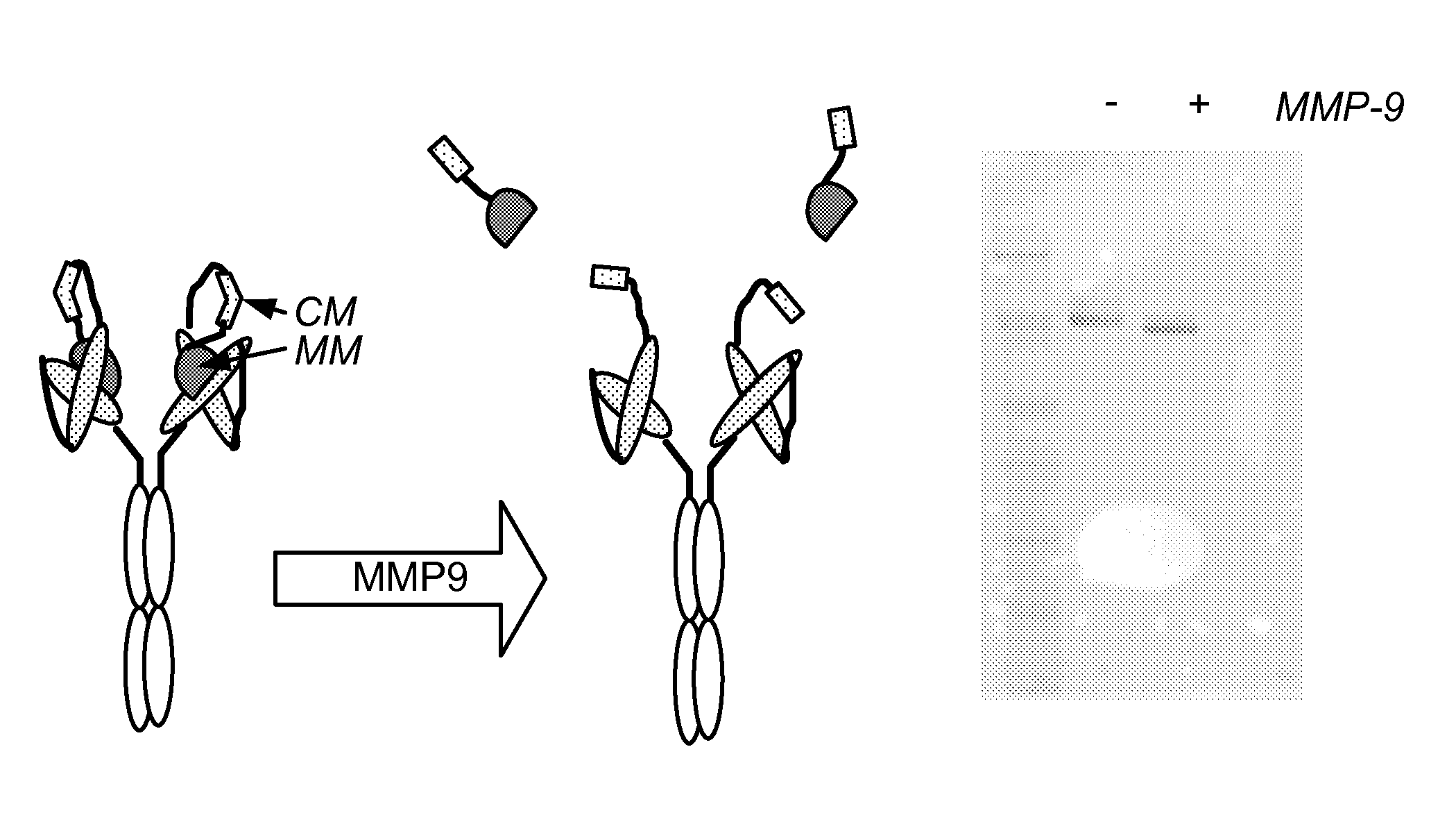Modified antibody compositions, methods of making and using thereof