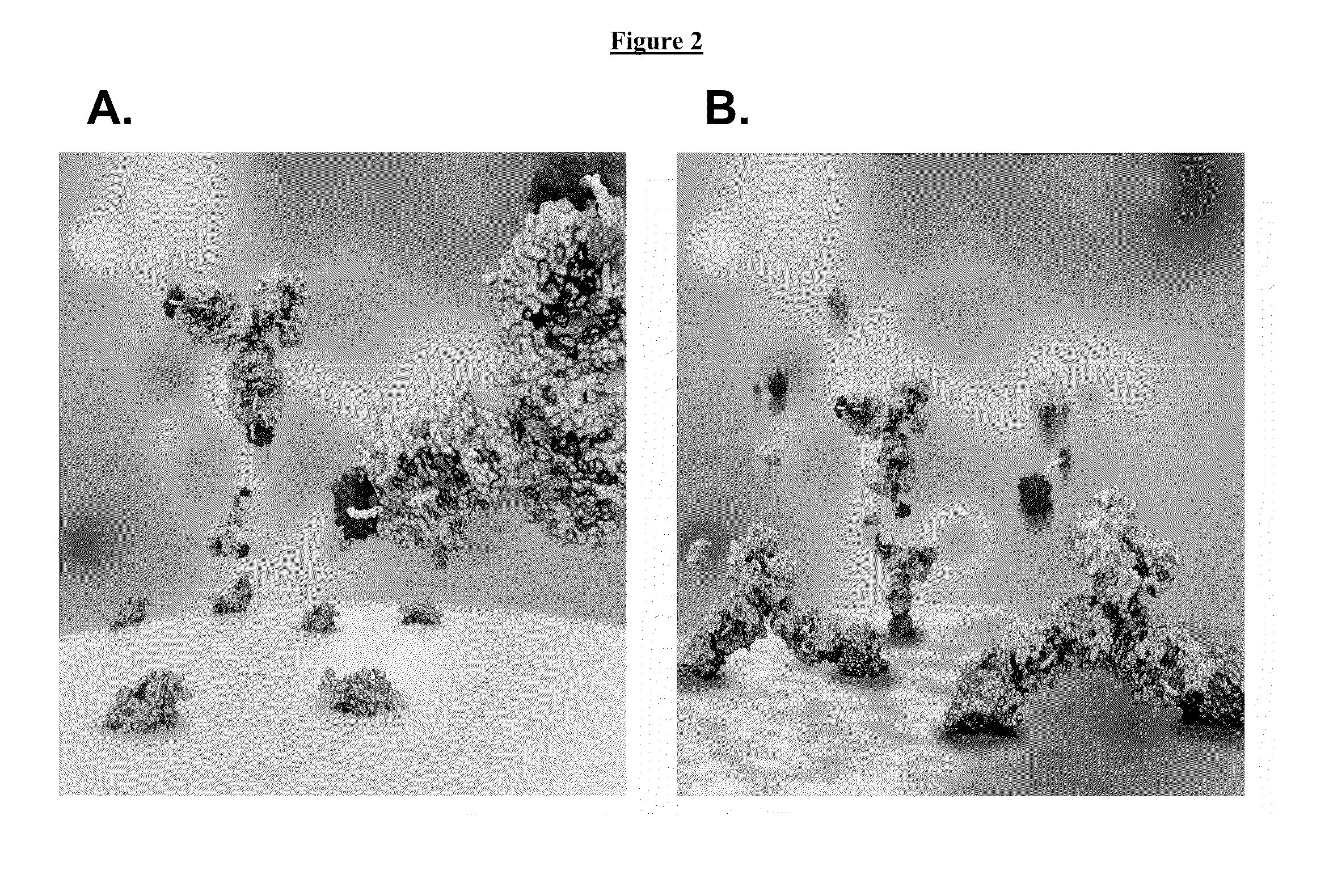 Modified antibody compositions, methods of making and using thereof