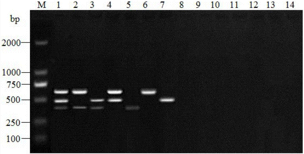 Triple RT-PCR primer composition for identification of H4 subtype, H6 subtype and H9 subtype AIV, and kit and use thereof