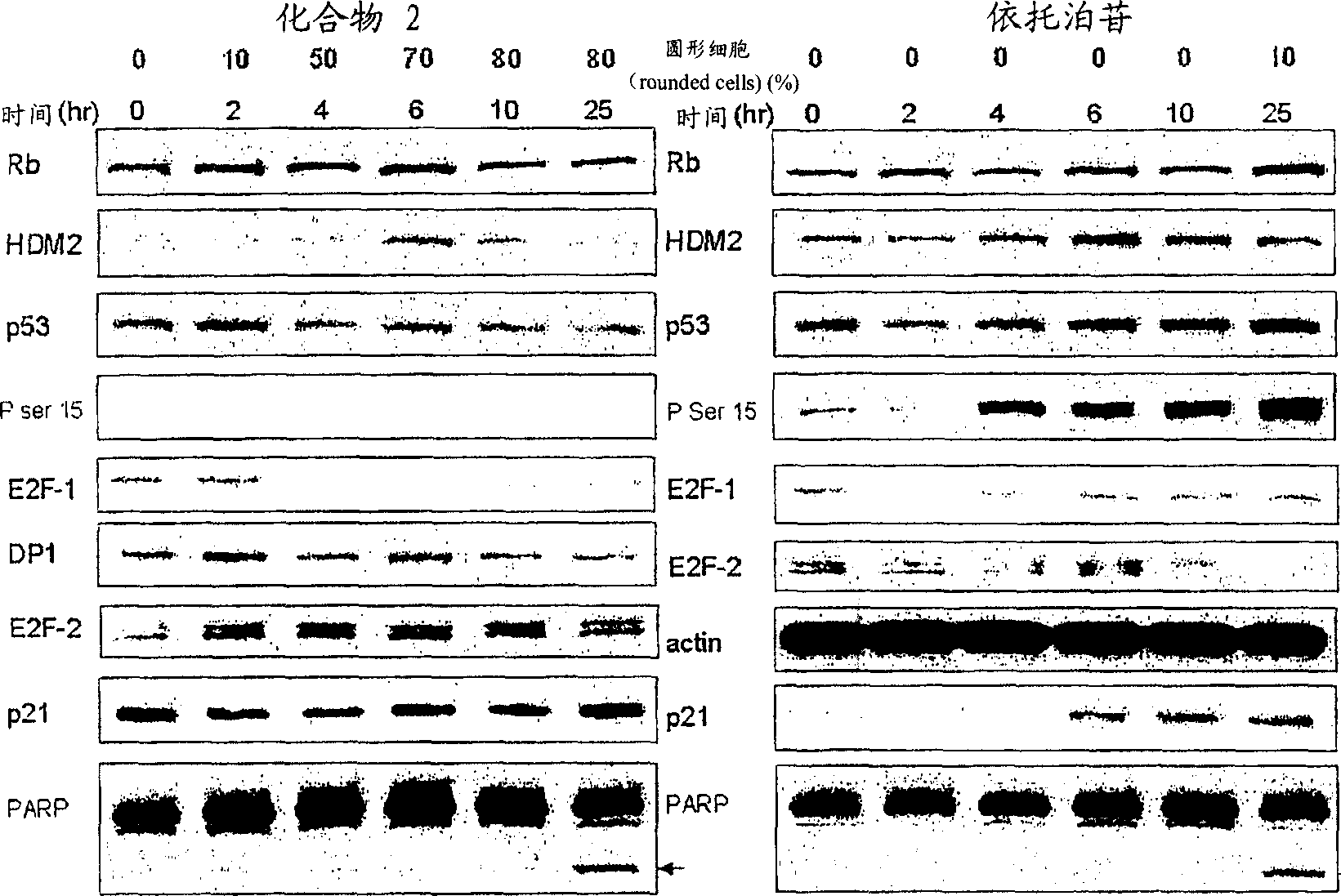 Bisarylsulfonamide compounds and their use in cancer therapy