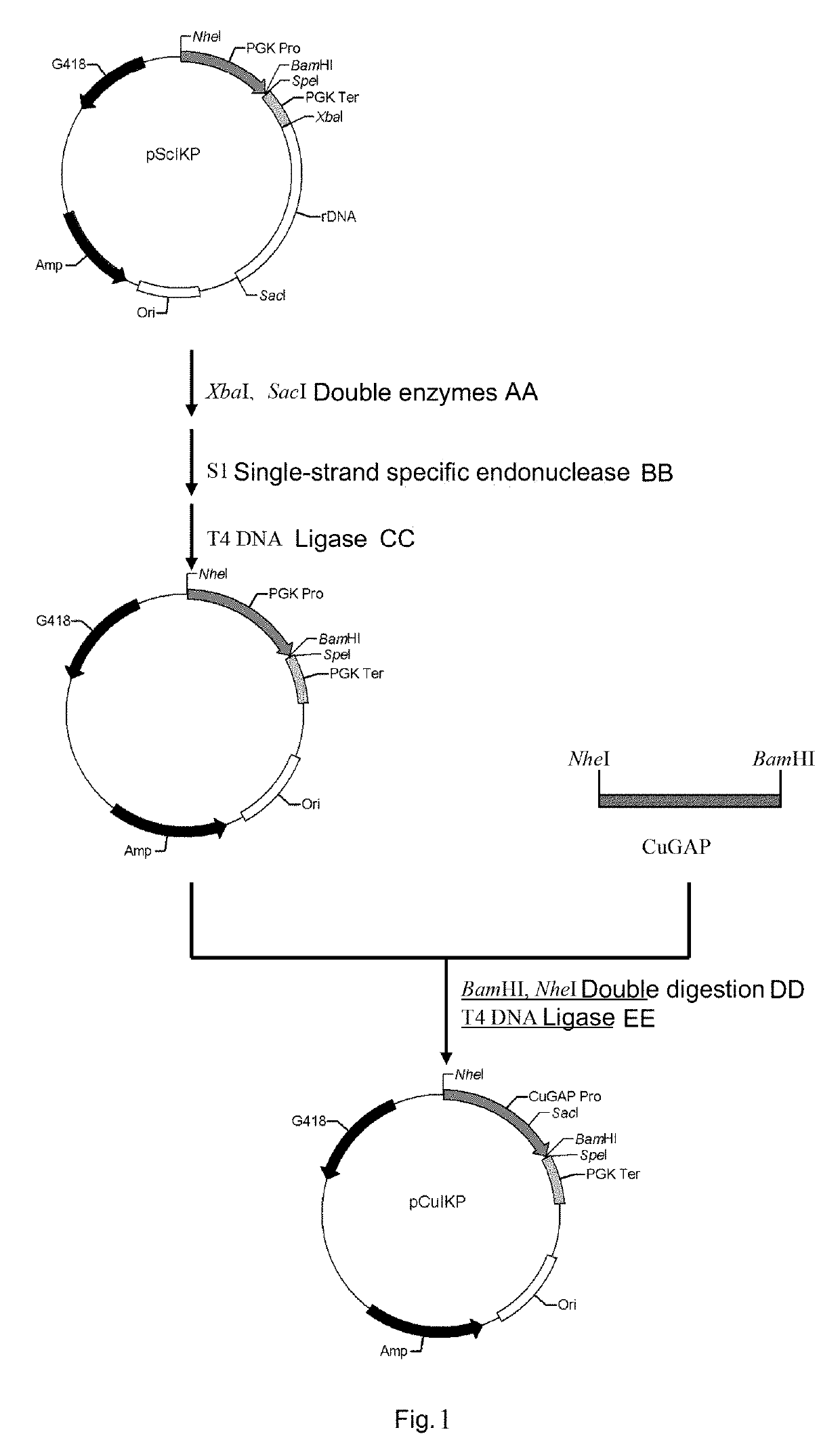 Genetically engineered candida utilis capable of degrading and utilizing kitchen waste and construction method therefor