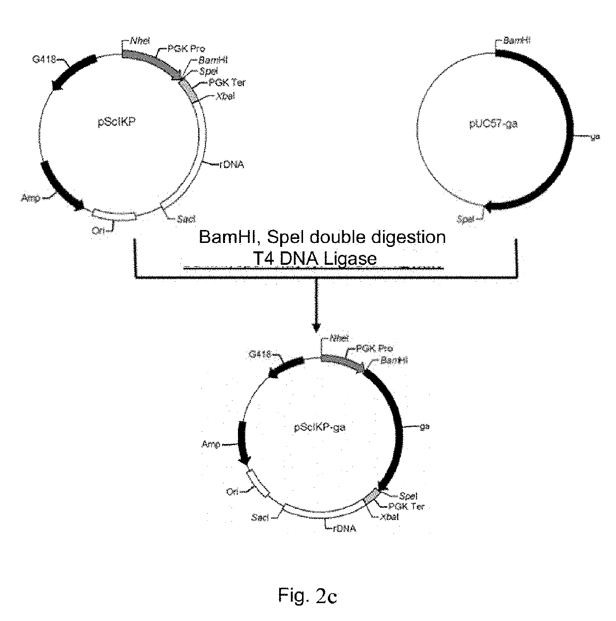 Genetically engineered candida utilis capable of degrading and utilizing kitchen waste and construction method therefor