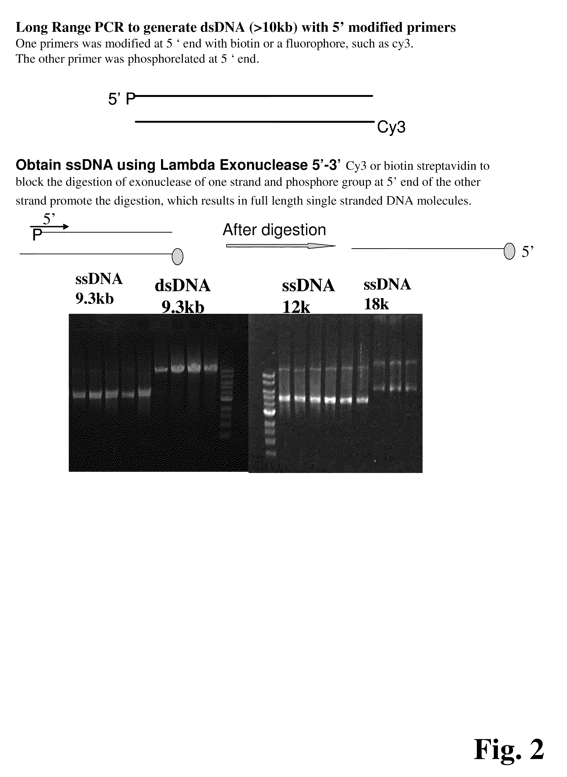 Methods for determining genetic haplotypes and DNA mapping