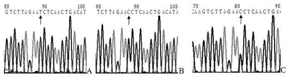 Method for detecting mononucleotide polymorphism by conformational difference gel electrophoresis