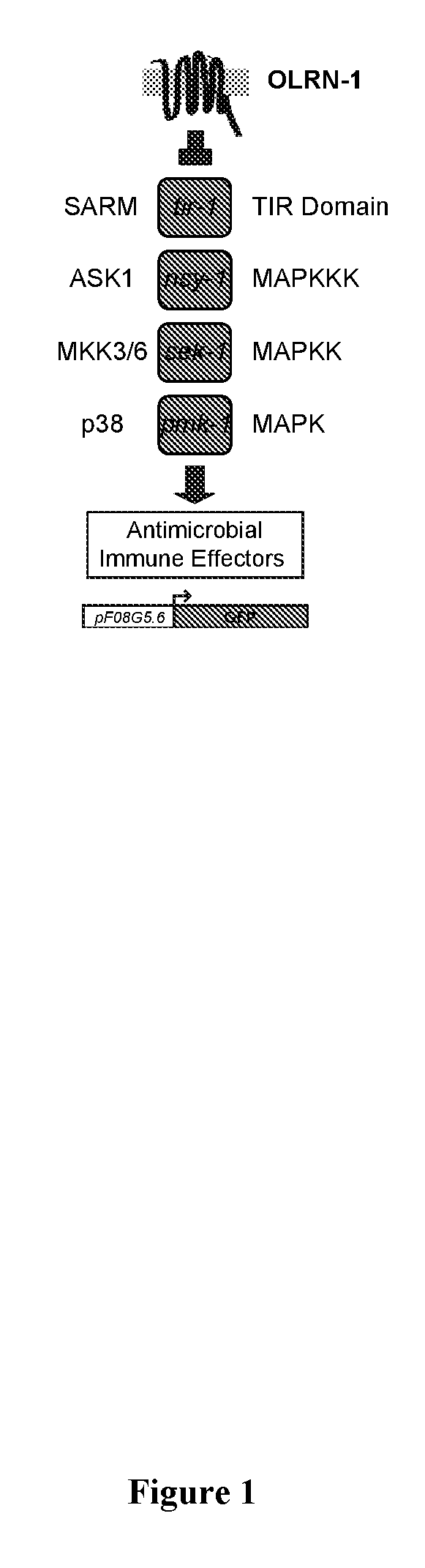 Antihelminthic Medications For Pathogenic Nematodes