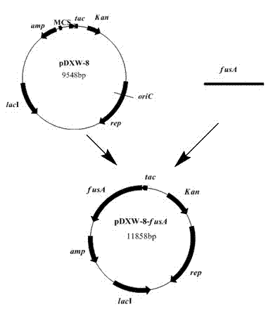 Construction method and application of over-expressing fusA genetic engineering bacterium