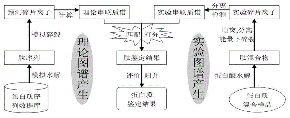 Identification method of protein by MS/MS based on mass-to-charge ratio error recognition ability