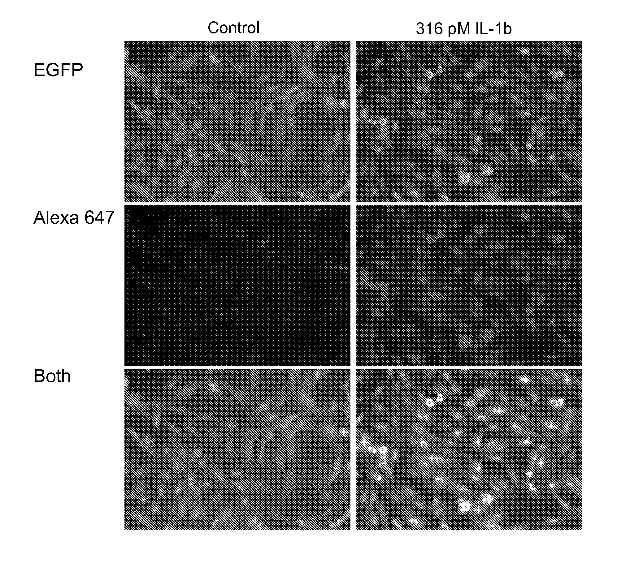 Signalling Assay and Cell Line