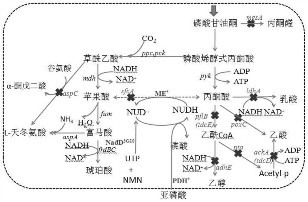 Method for enzymatically synthesizing nicotinamide uracil dinucleotide