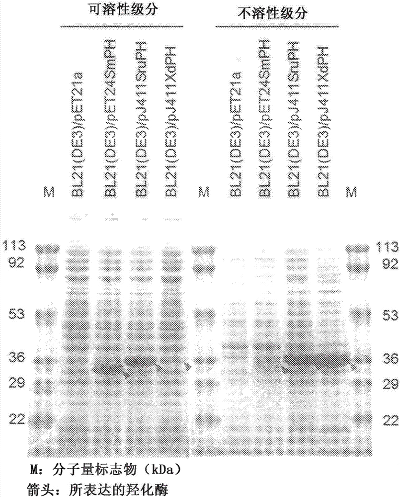 Method for manufacturing cis-5-hydroxy-l-pipecolic acid