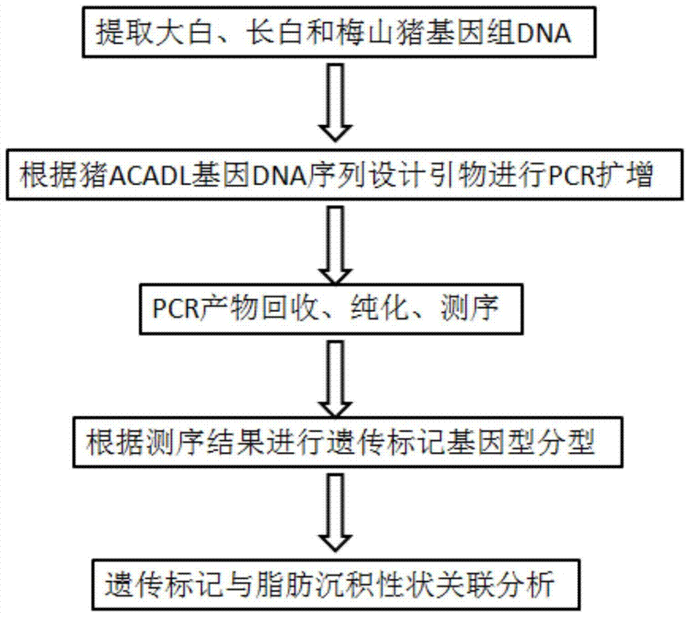 SNP genetic markers related to pig fat deposition traits and their application