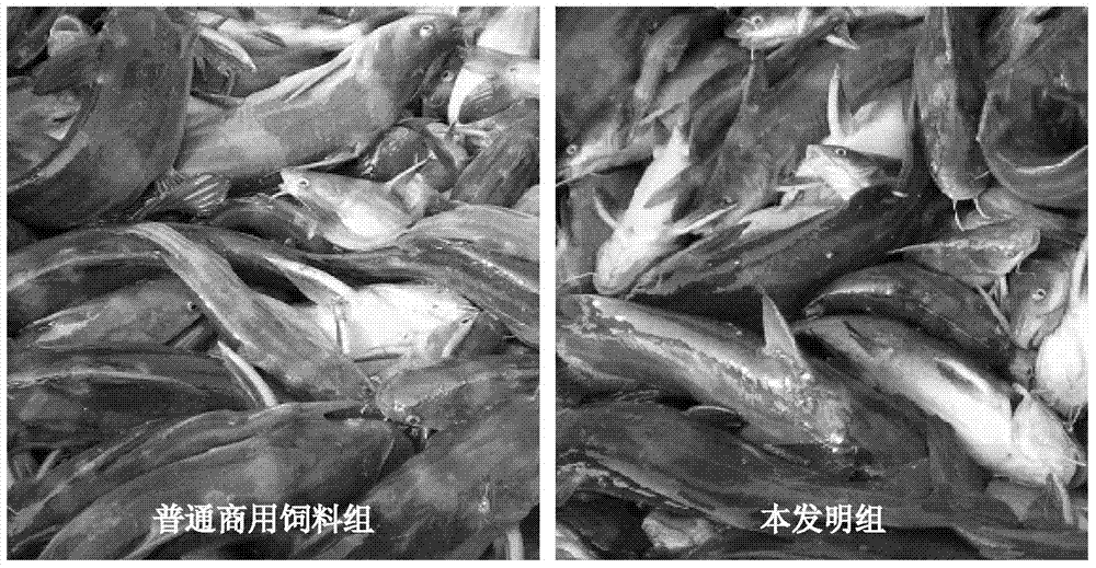 Feed with low fish meal content and application thereof