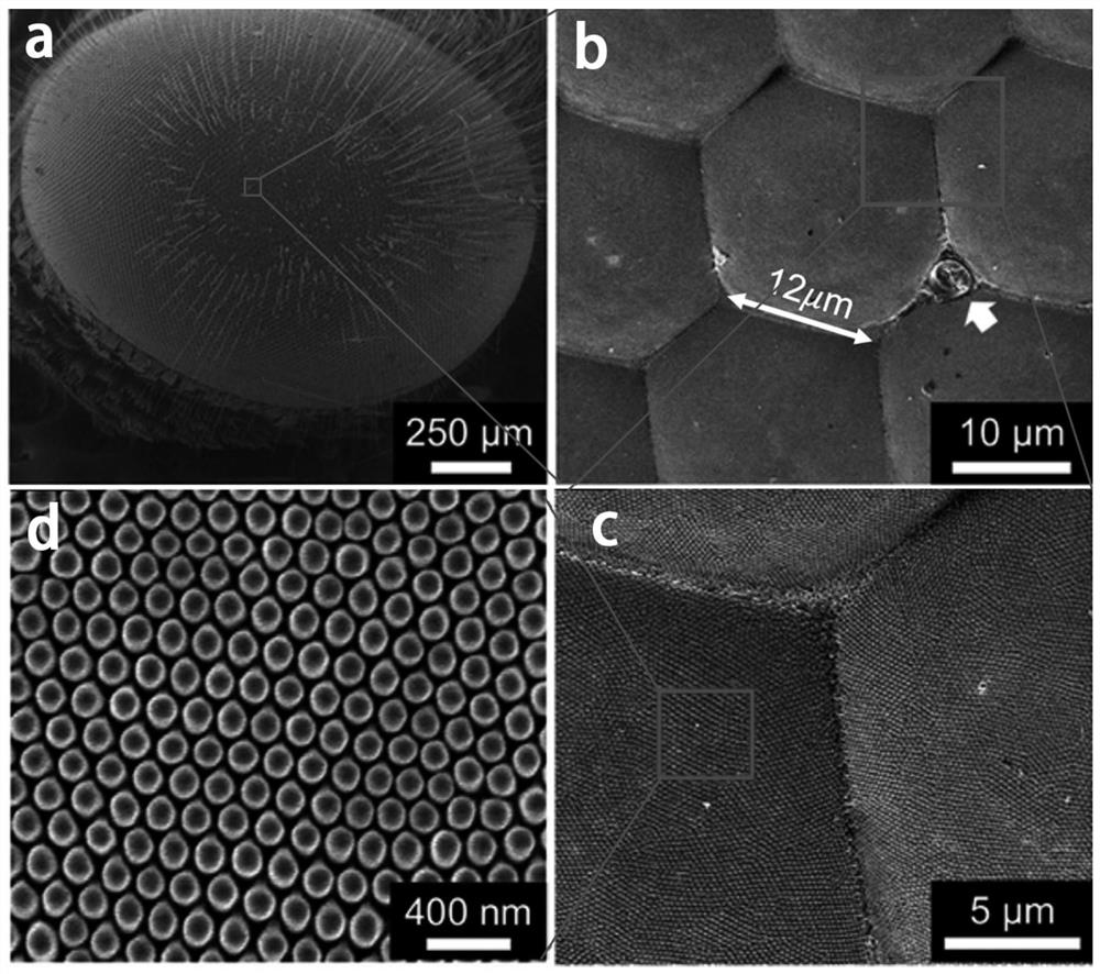 Preparation method of anti-opal secondary structure imitating butterfly compound eyes with high transmission and anti-reflection film