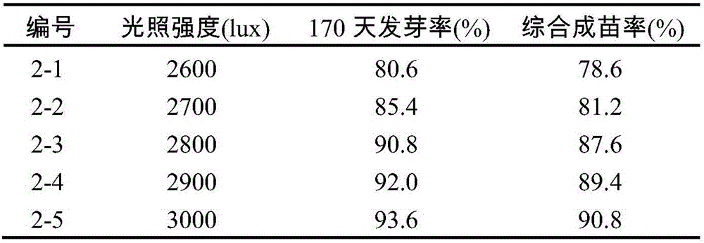Panax japonicus var.major seedling method and culture method