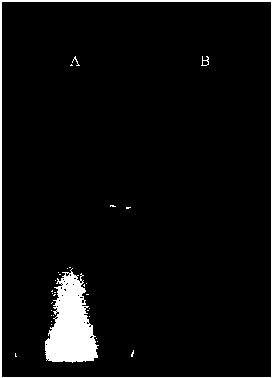 A kind of sulfur-doped graphene quantum dots and its preparation method and application of detecting lead ions