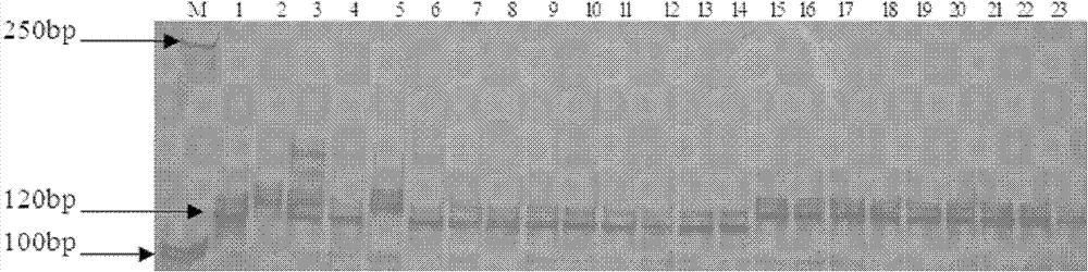 SSR (Simple Sequence Repeats) marker of gummy stem blight resistant gene Gsb-4 of melon