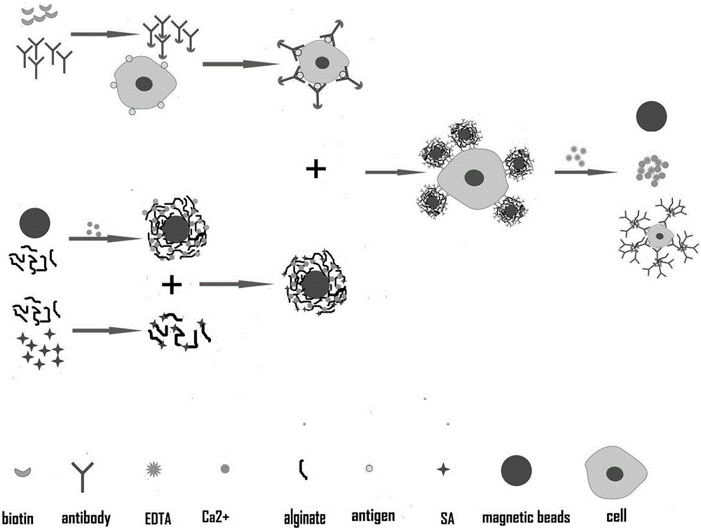 Cell sorting method