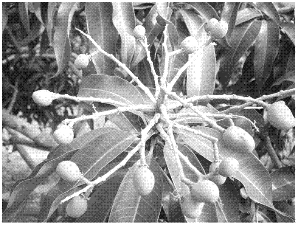Mango flower-promoting and fruit-preserving fertilizer and its preparation method and application method