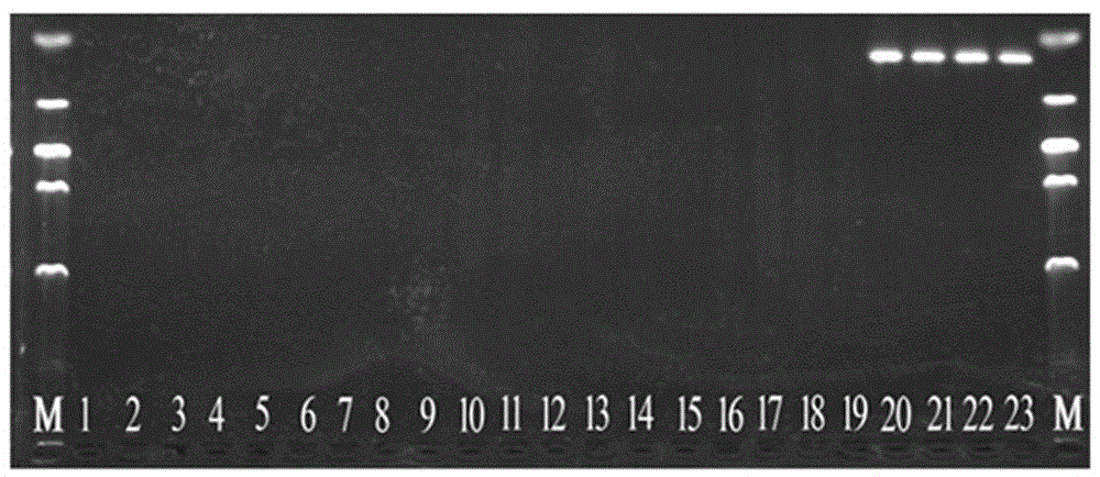 Specific primer used for rapid detection of kiwi fruit soft rot pathogenic bacterium Botryosphaeria dothidea, and detection method of Botryosphaeria dothidea