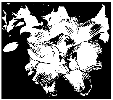 Double-petal barbadoslily cultivation method